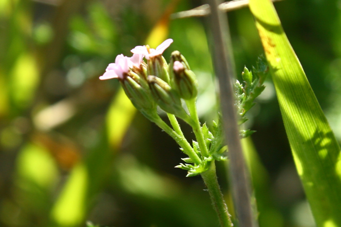 Daucus carota? no,  Achillea sp.